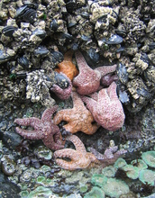 seastars