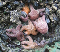 seastars