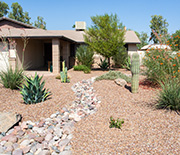 In Phoenix yards with drought-tolerant vegetation, some desert birds still thrive.