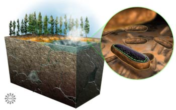 Illustration of a unique bacterium discovered in Yellowstone hot springs.