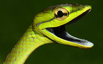 Head of a Cope’s vine snake (Oxybelis brevirostris)