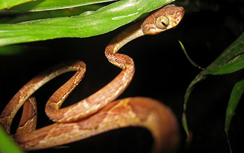 Brown blunt-headed vine snake (Imantodes cenchoa)