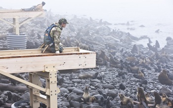 A University Success student working with seals on St. Paul Island in the Bering Sea.