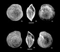 Photomicrographs of foraminifera.