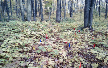a forest floor in a maple forest with red, yellow and blue tags on stakes.