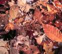 Photo showing fallen leaves on the ground.