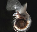 floating marine snail