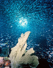 Photo of a school of fish swirling above coral.