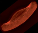 The bright areas on the top edge of this fish cell depict growing actin networks.