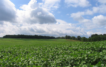 a field of soybean.