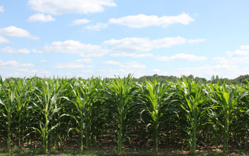 a field of corn.