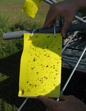 sticky paper used to sample insects.