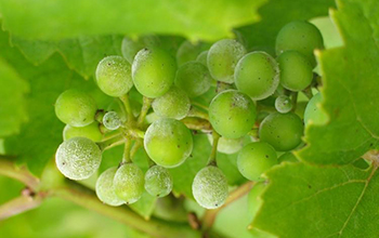 grapes and leaves