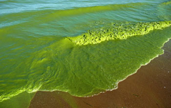 Algae wash ashore in waves on Lake Erie's shore.