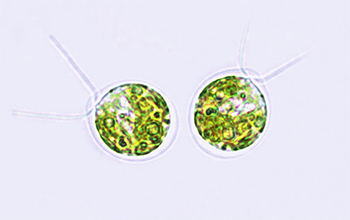 alga under a microscope