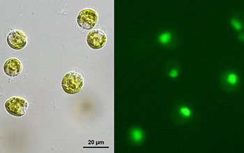 brightfield image of Pyramimonas parkeae (left) and a green fluorescence image