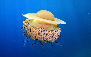 The jellyfish Cotylorhiza tuberculata hosts the symbiotic algae Philozoon medusarum.