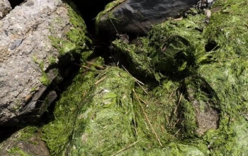 algae on a rock