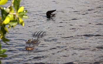 Photo of an alligator in Florida's Shark River.