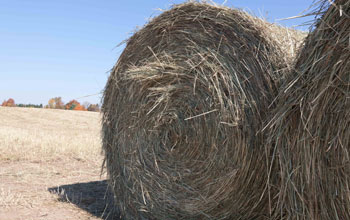 Bales of cellulosic biomass.