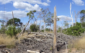 Forest with bare land degraded by experimental fires in Mato Grosso, Brazil.