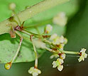 plant with buds