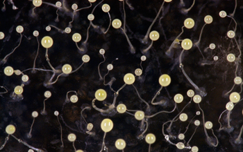 Photo of fruiting bodies discovered in amoebae collected in Virginia and Minnesota.