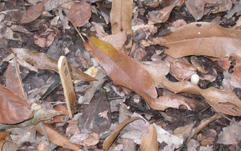 Photo of leaves covering soil containing amoebae at the Houston Arboretum and Nature Center.