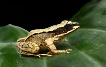 Chinese concave-eared torrent frog