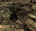 Photo of excavations at Malapa, South Africa.