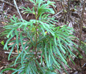Photo of a Fokienia tree seedling.