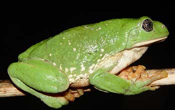 Mexican leaf frog