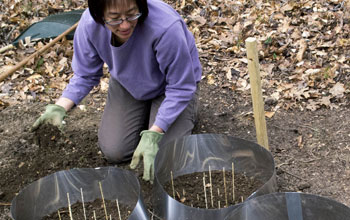 Biologist Jean Tsao readies a research tick garden