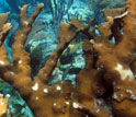 Colonies of elkhorn coral under water