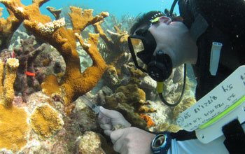 Researcher study Caribbean coral reefs