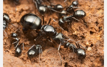 The ant group formicoide is among the most ancient.