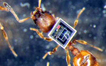 ant with a microchip