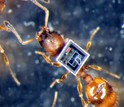 ant with a microchip