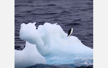 Photo of a lone Adelie penguin near the Antarctic coast.