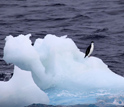 Photo of a lone Adelie penguin near the Antarctic coast.