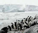 Photo of penguins on the shore
