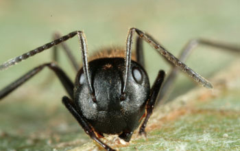 A live <em>Camponotus leonardi</em> ant bites the mid-vein of a leaf