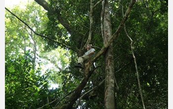 Researcher David Hughes perches in a tree in the canopy of a Thai rainforest