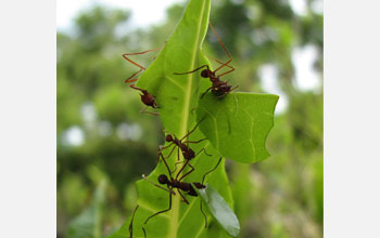 Photo of leaf-cutter ants on a leaf.