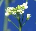 Arabidopsis.