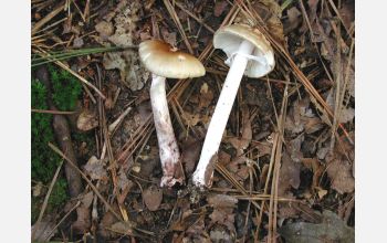 An <em>Arubescens</em> fungi