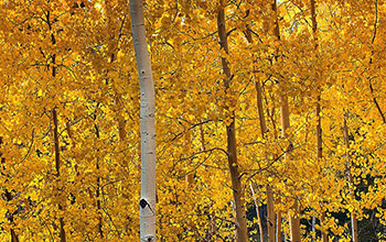 Aspen stands change their genetic structure over time, scientists have found.