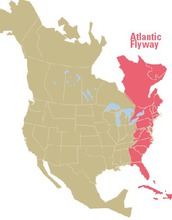 Map of North America showing the Atlantic Flyway migration route.