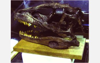 Physical skull of dinosaur is placed inside 3-D display of Virtual Showcase for Step 1
