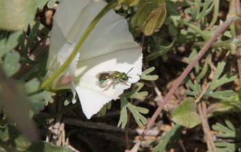 Green sweat bee or 'peridot bee'